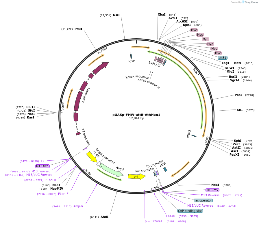 104957-plasmid-map-sequence-id-202463