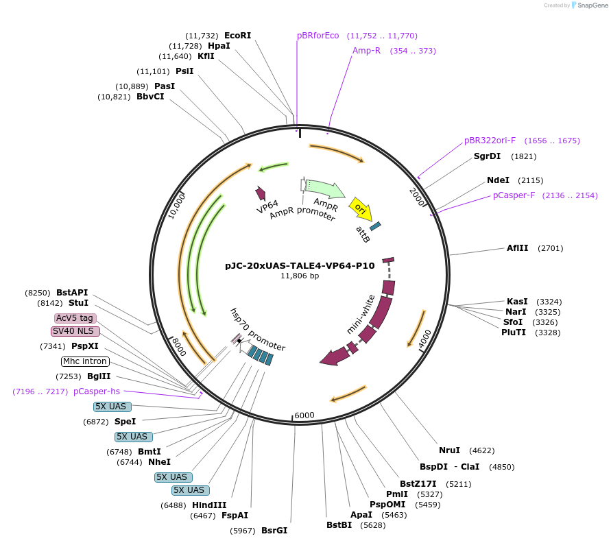 104608-plasmid-map-sequence-id-202464
