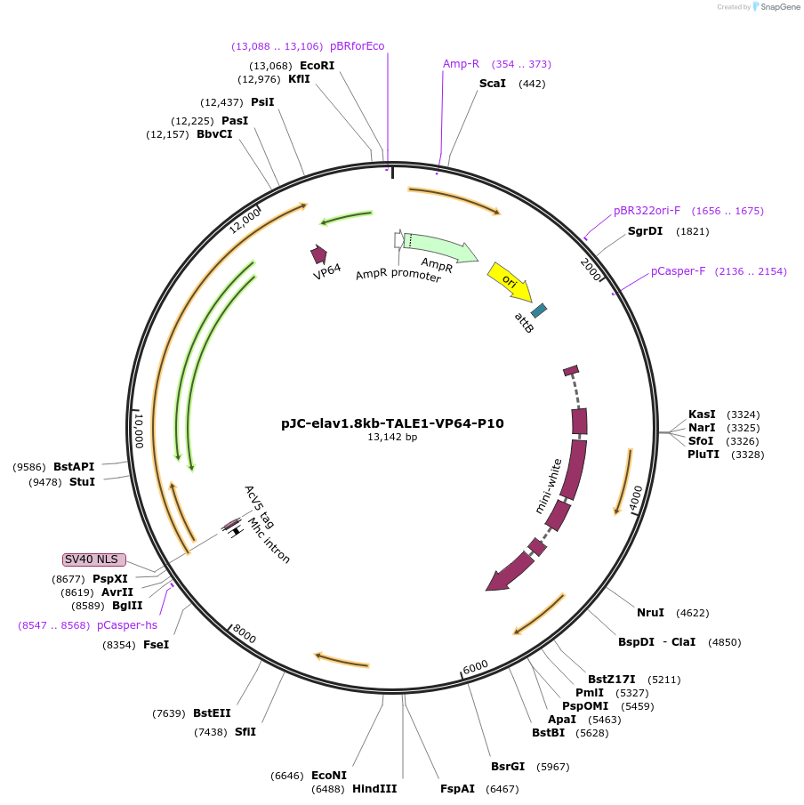 104609-plasmid-map-sequence-id-202468