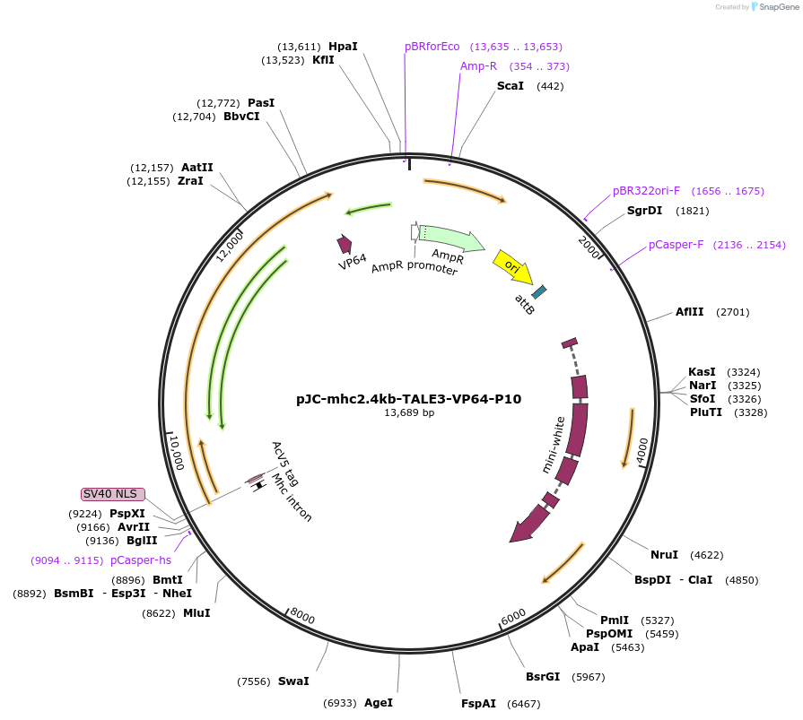 104611-plasmid-map-sequence-id-202471