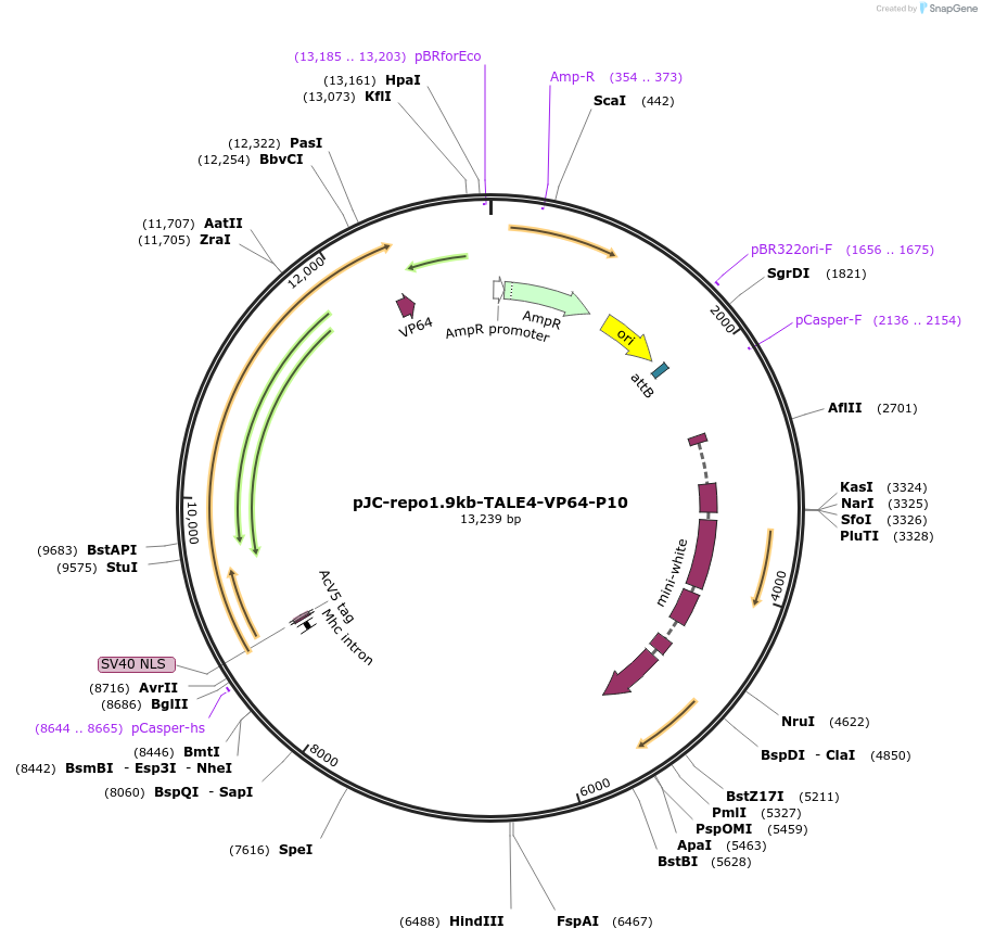 104612-plasmid-map-sequence-id-202476