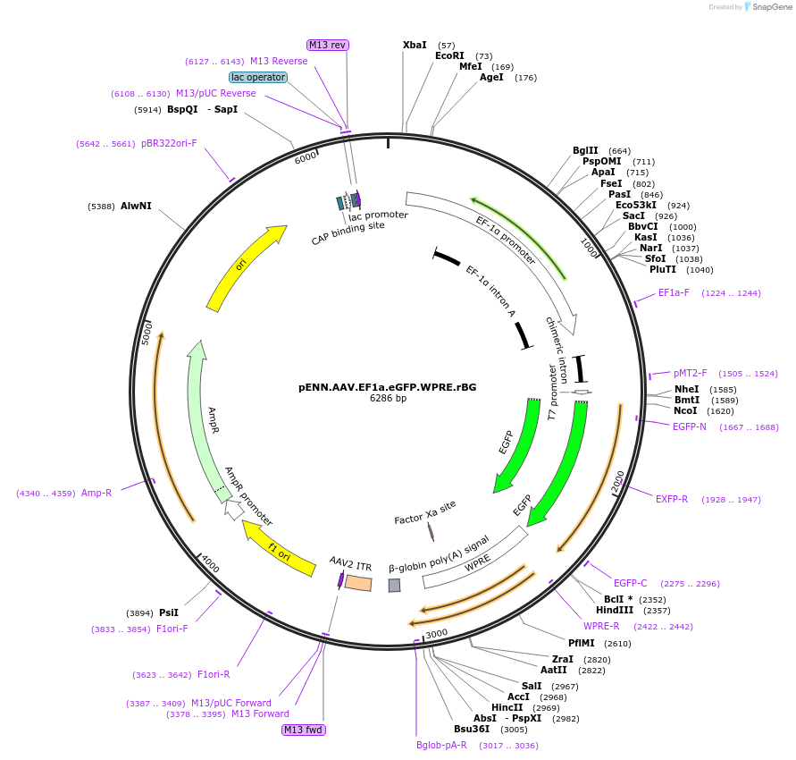105547-plasmid-map-sequence-id-202477