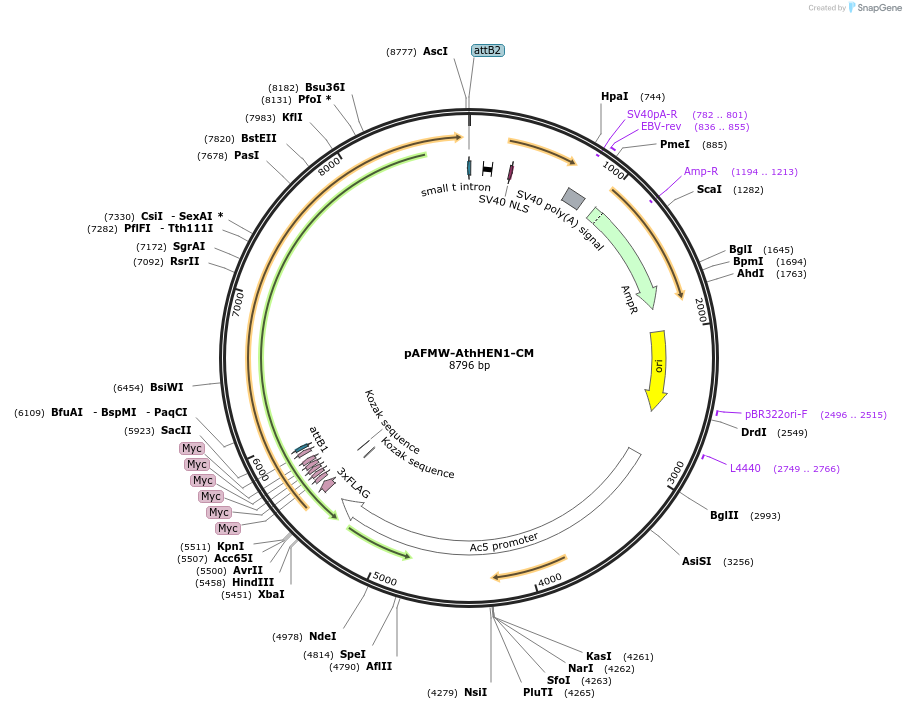 104981-plasmid-map-sequence-id-202483