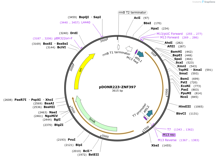 88250-plasmid-map-sequence-id-202491
