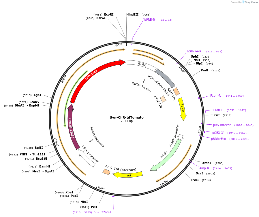 99843-plasmid-map-sequence-id-202528