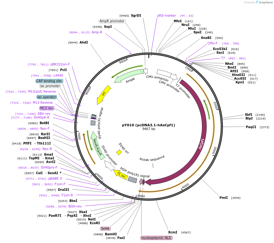 69982-plasmid-map-sequence-id-202532