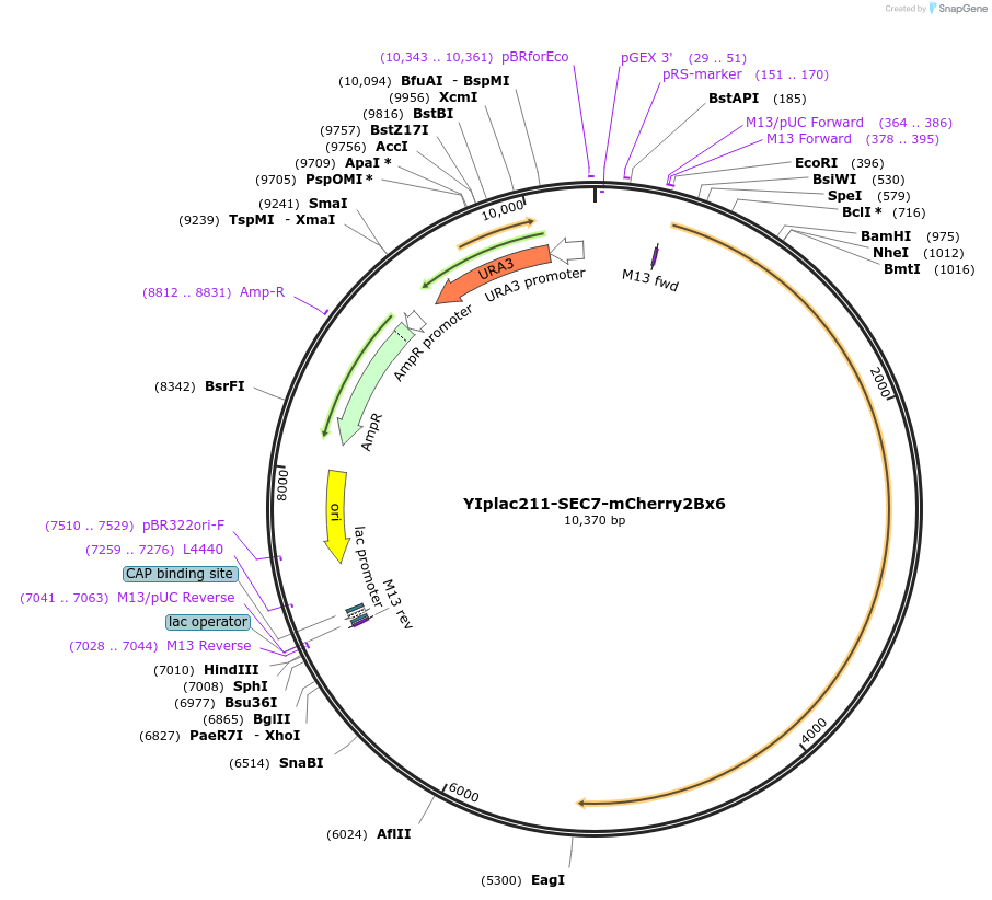 105267-plasmid-map-sequence-id-202535