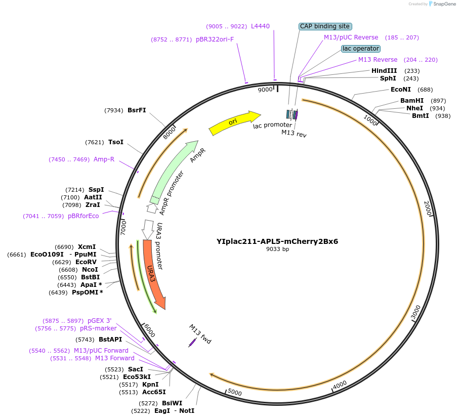 105253-plasmid-map-sequence-id-202536