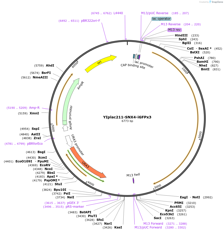 105269-plasmid-map-sequence-id-202537