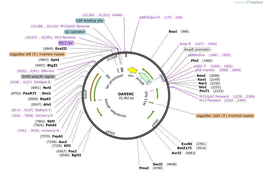 104968-plasmid-map-sequence-id-202538
