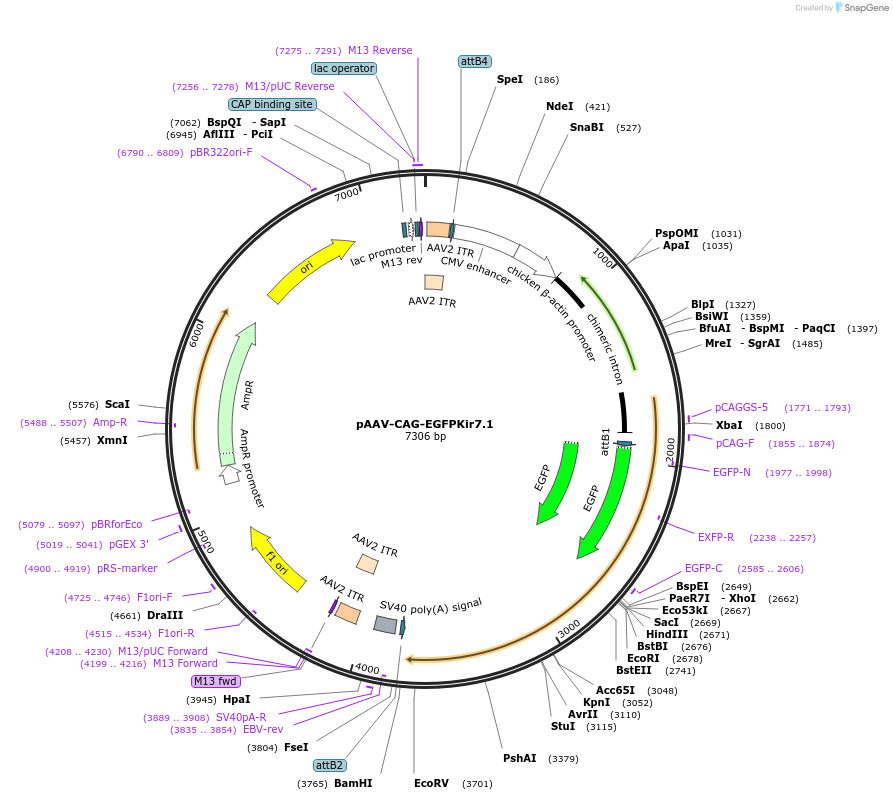 107182-plasmid-map-sequence-id-202540