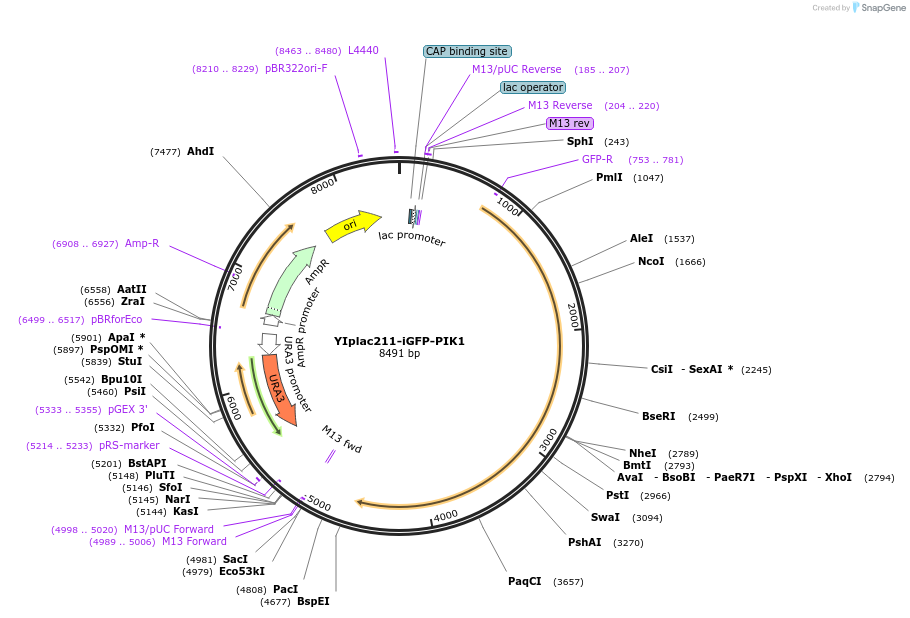 105260-plasmid-map-sequence-id-202544