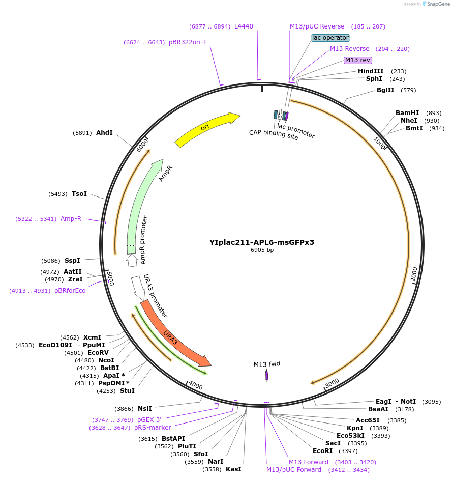 105254-plasmid-map-sequence-id-202545