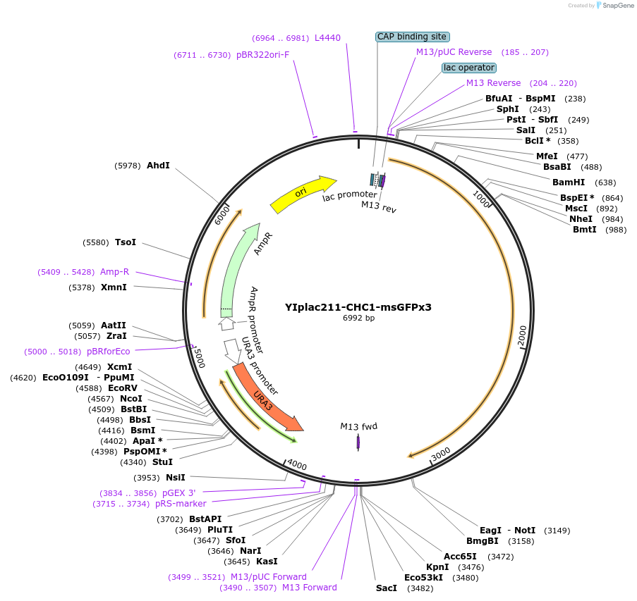 105256-plasmid-map-sequence-id-202546