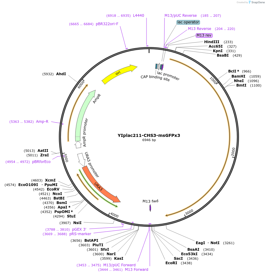 105257-plasmid-map-sequence-id-202547