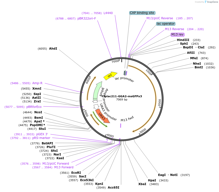 105258-plasmid-map-sequence-id-202548