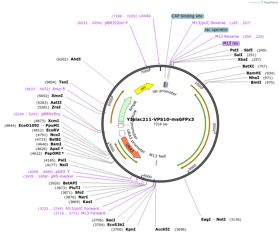 105274-plasmid-map-sequence-id-202550