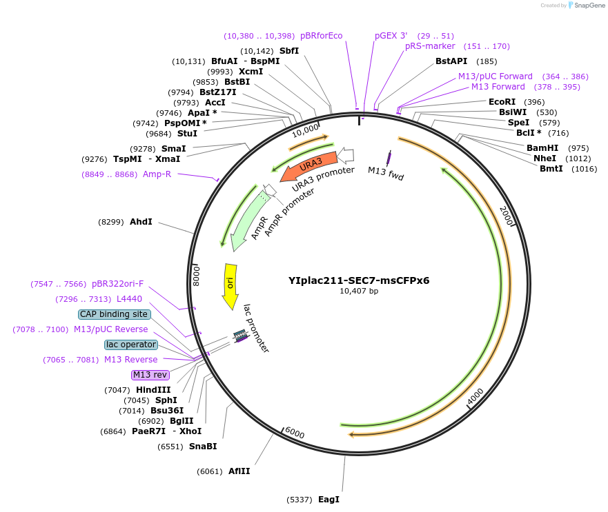 105268-plasmid-map-sequence-id-202552