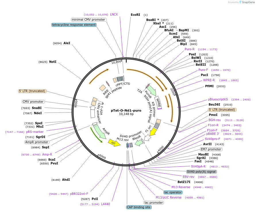 52052-plasmid-map-sequence-id-202553