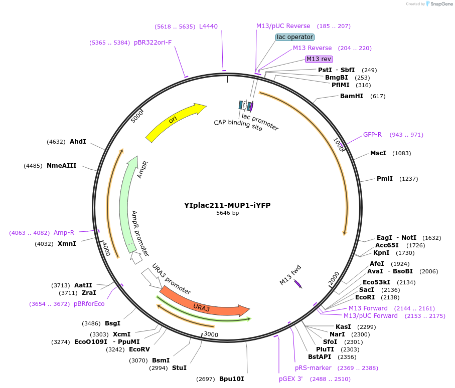 105266-plasmid-map-sequence-id-202559