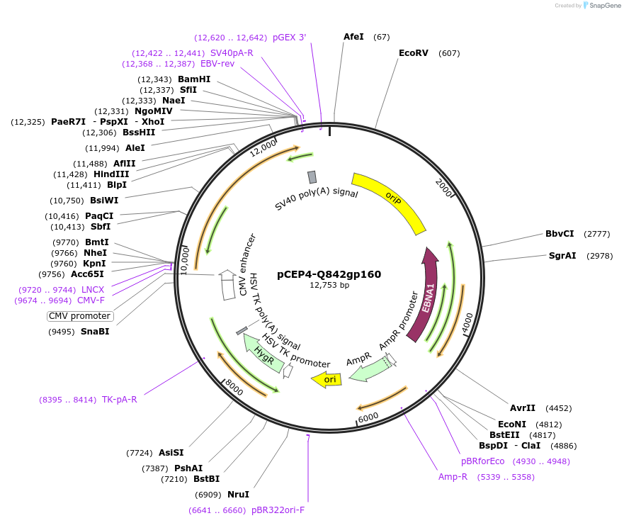 100931-plasmid-map-sequence-id-202601