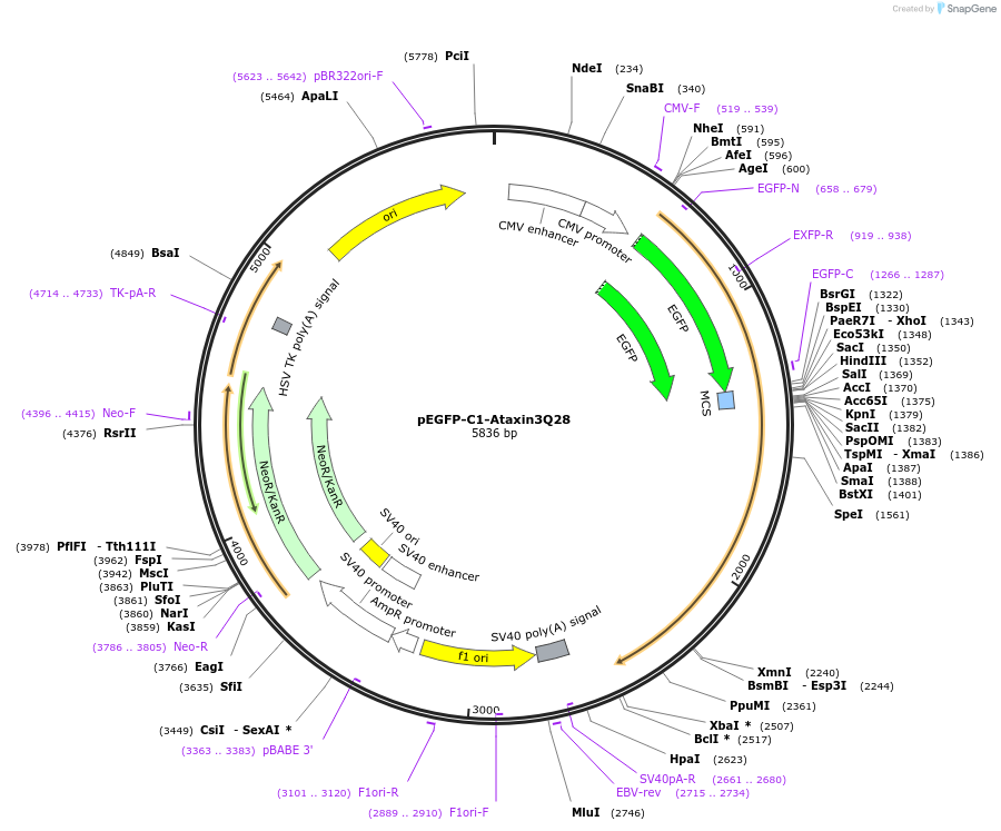 22122-plasmid-map-sequence-id-202606