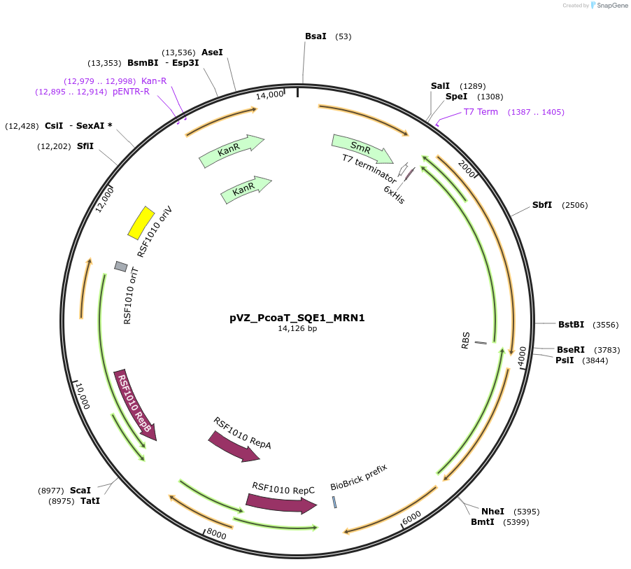 103858-plasmid-map-sequence-id-202616