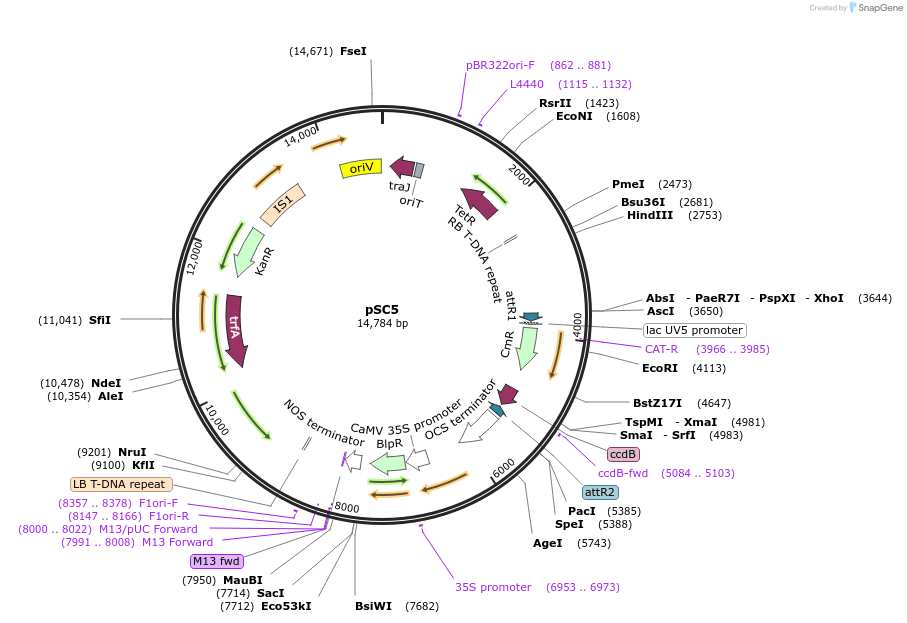 104779-plasmid-map-sequence-id-202637