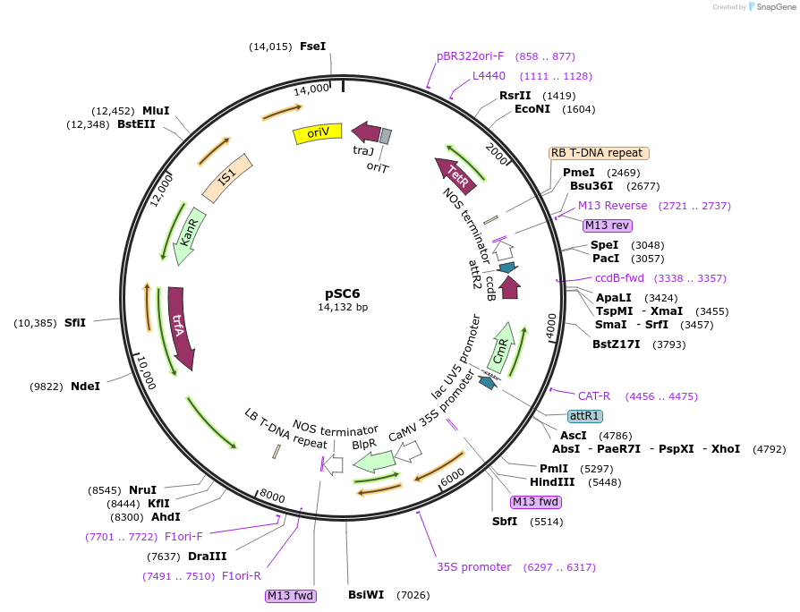 104780-plasmid-map-sequence-id-202638