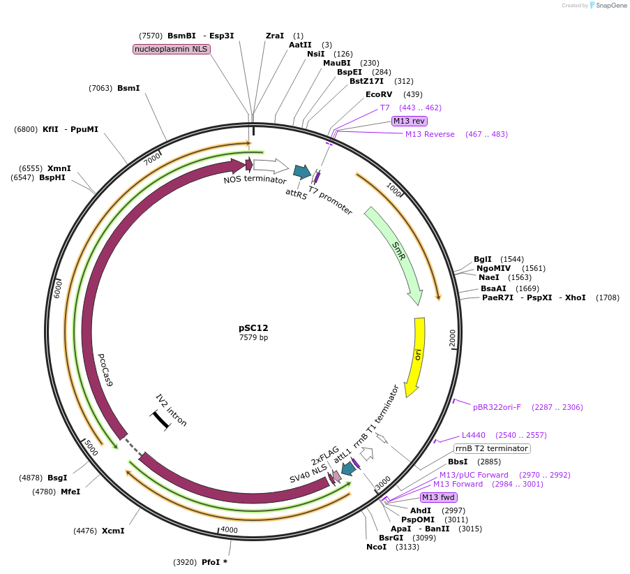 104786-plasmid-map-sequence-id-202650