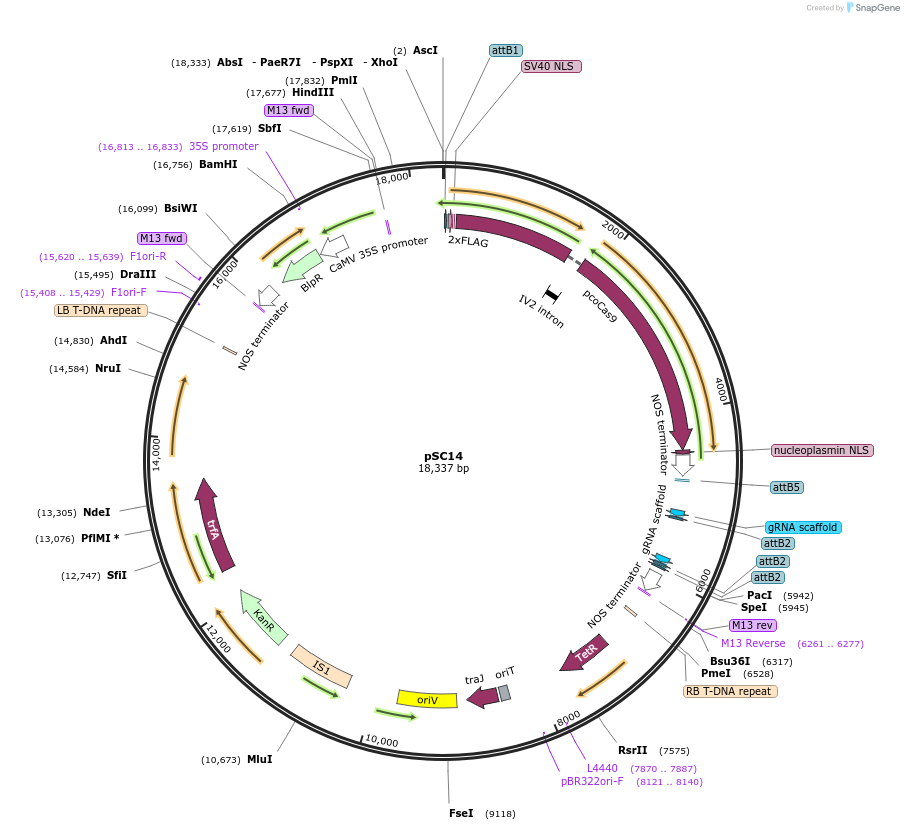 104788-plasmid-map-sequence-id-202691
