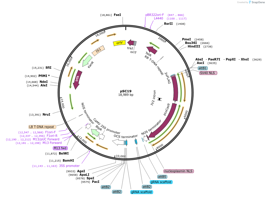 104793-plasmid-map-sequence-id-202692