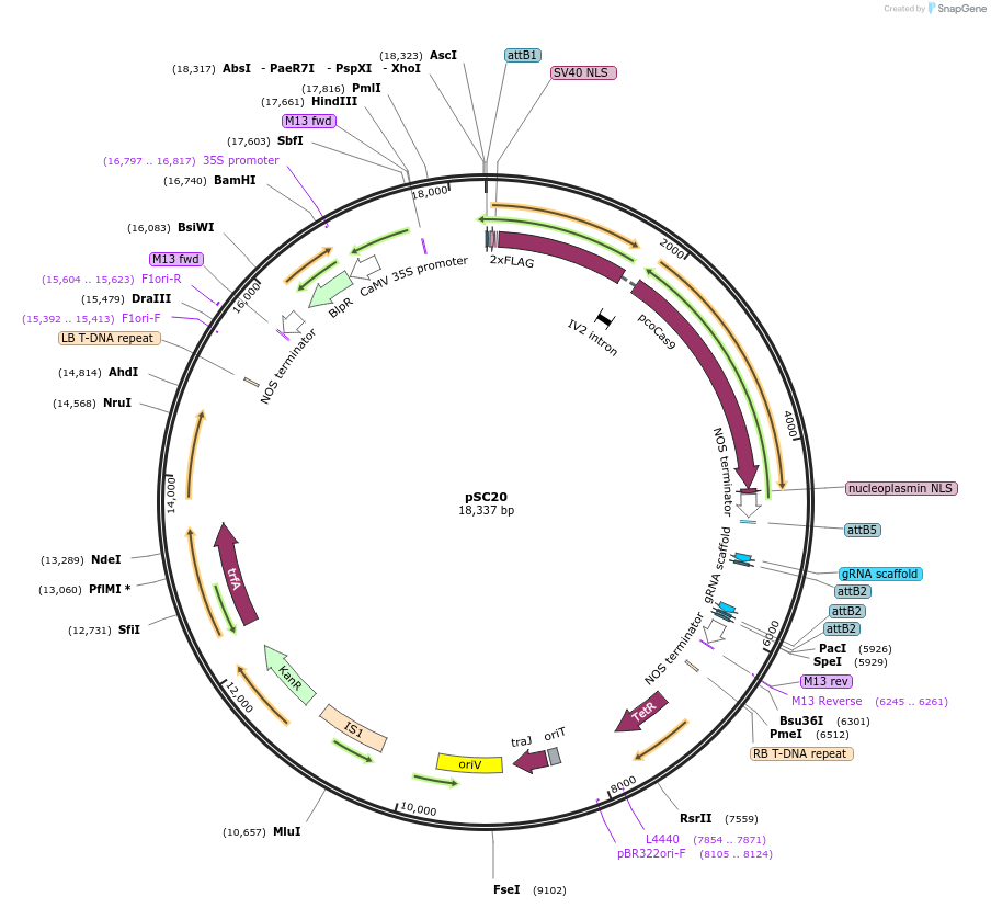 104794-plasmid-map-sequence-id-202693
