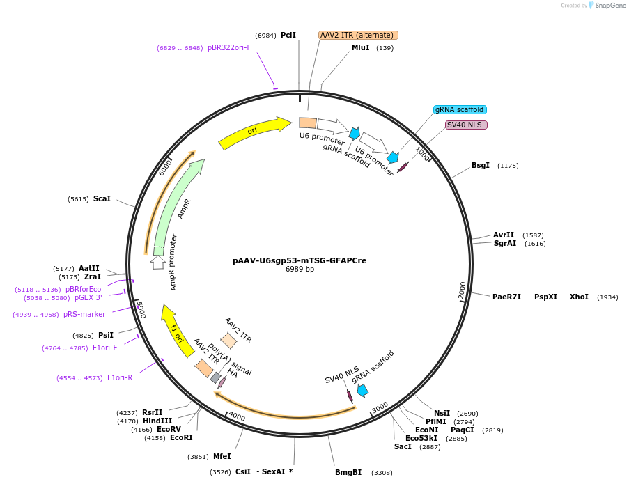 100276-plasmid-map-sequence-id-202696