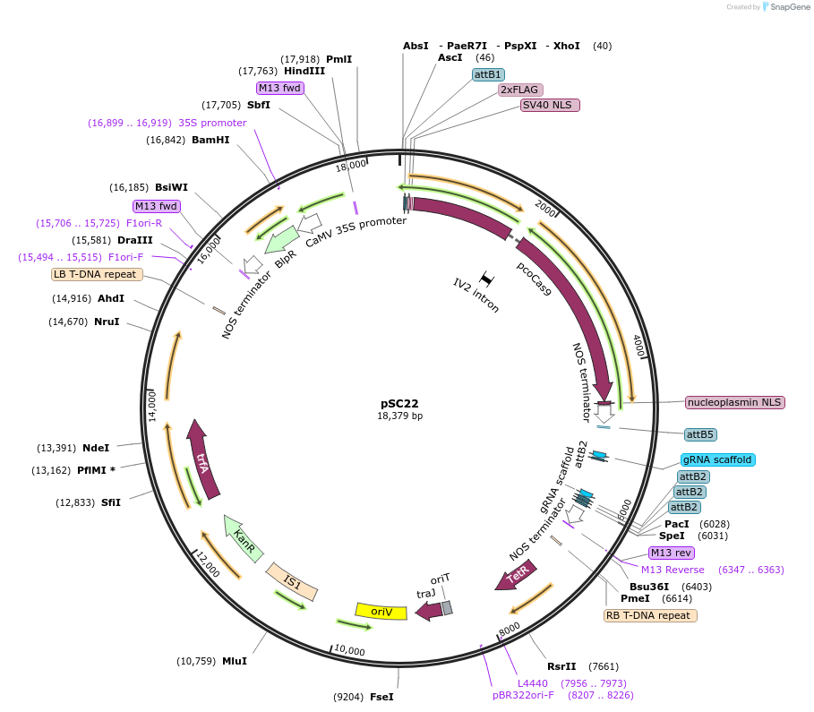 104796-plasmid-map-sequence-id-202698
