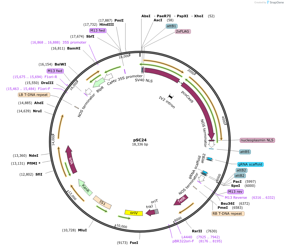 104798-plasmid-map-sequence-id-202699