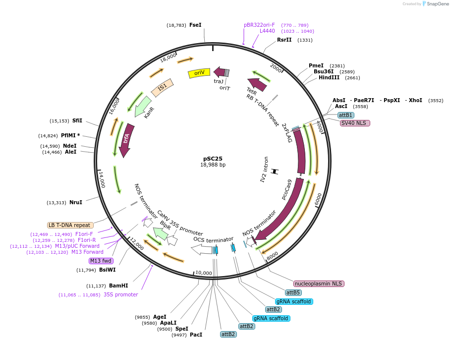 104799-plasmid-map-sequence-id-202702
