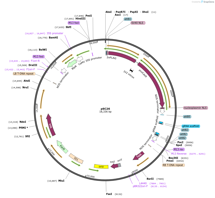 104800-plasmid-map-sequence-id-202709