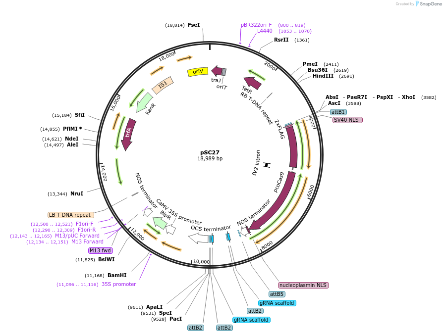 104801-plasmid-map-sequence-id-202753
