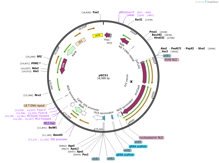 104805-plasmid-map-sequence-id-202755