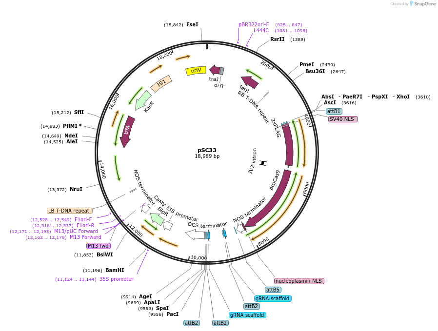 104807-plasmid-map-sequence-id-202761