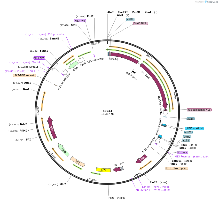 104808-plasmid-map-sequence-id-202762