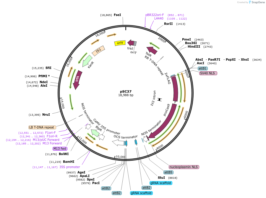 104811-plasmid-map-sequence-id-202764