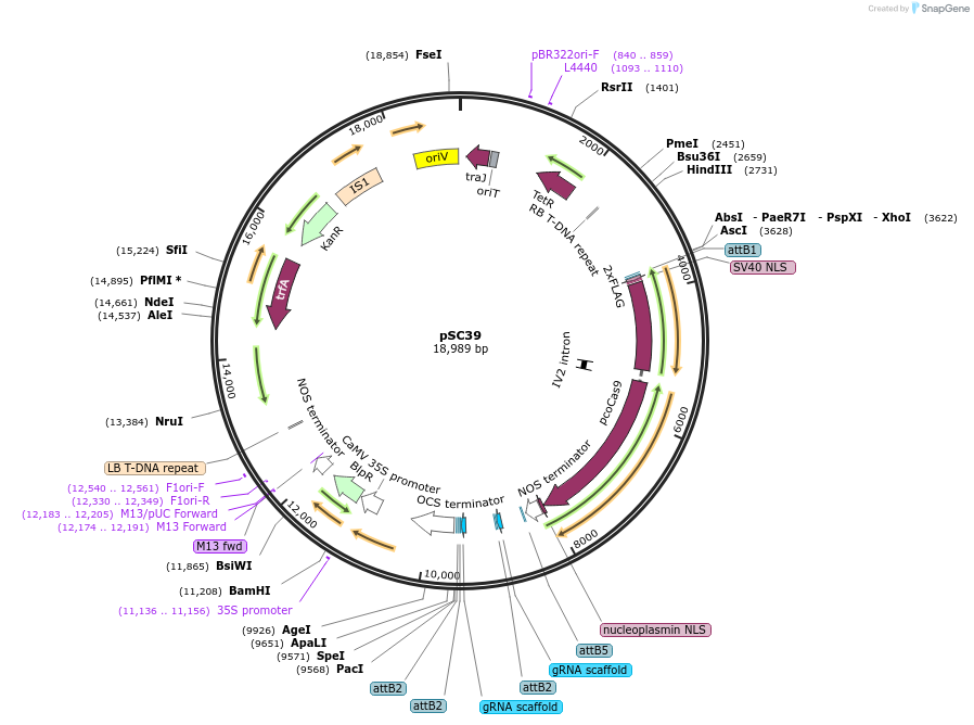 104813-plasmid-map-sequence-id-202766