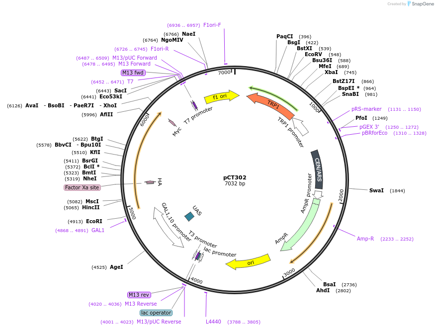 41845-plasmid-map-sequence-id-202768