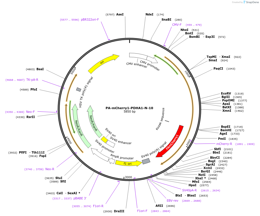 57193-plasmid-map-sequence-id-202796