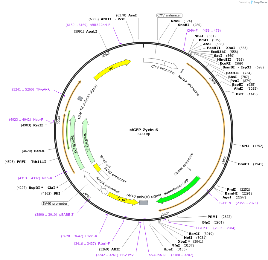 56491-plasmid-map-sequence-id-202797