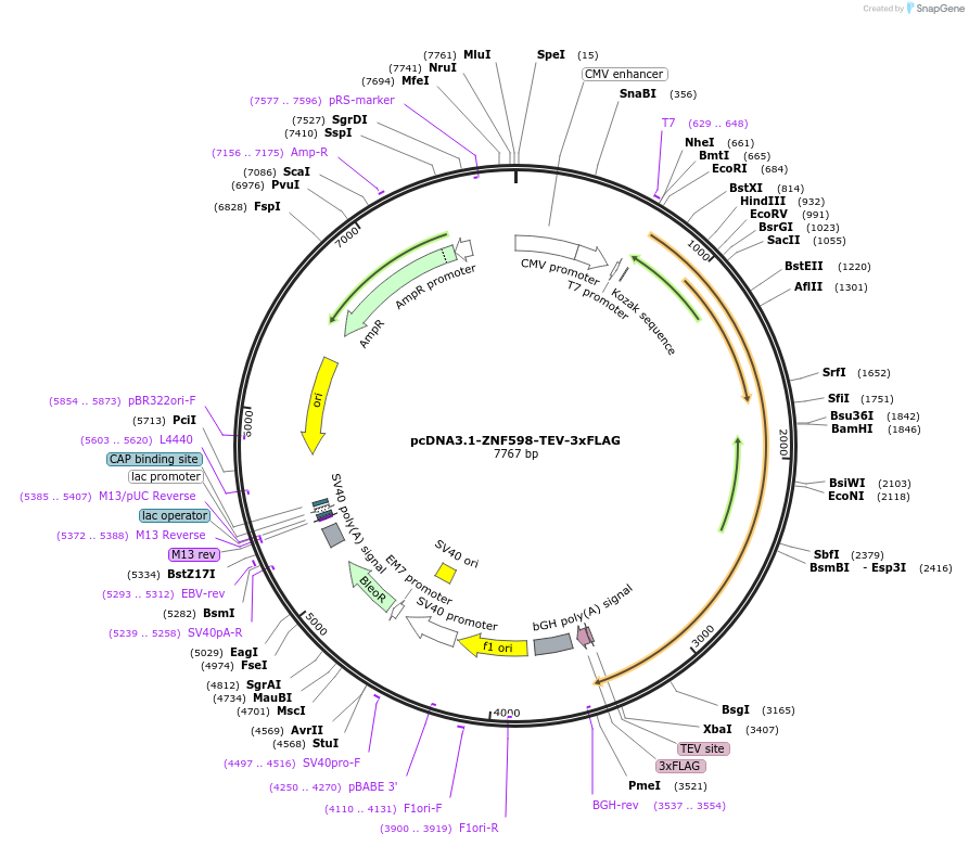 105690-plasmid-map-sequence-id-202801