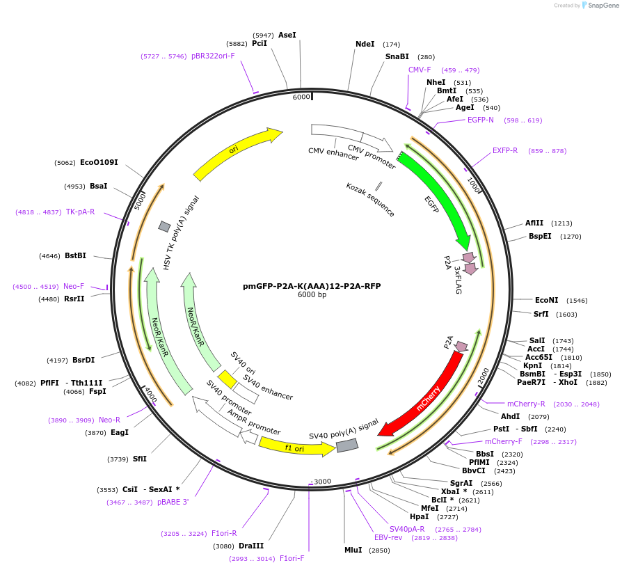 105687-plasmid-map-sequence-id-202809