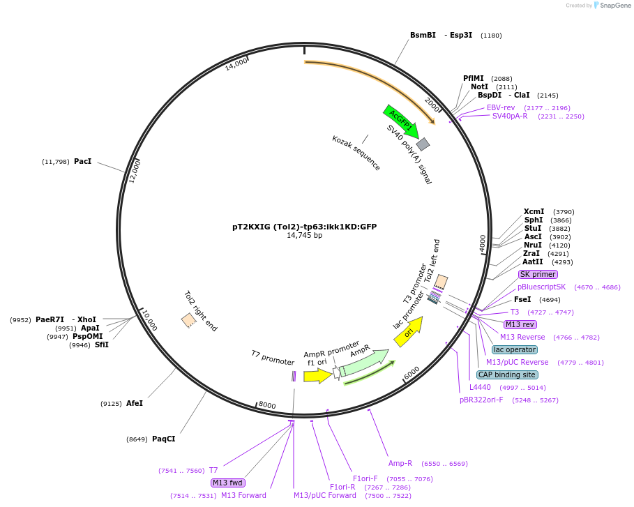105645-plasmid-map-sequence-id-202856